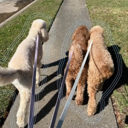 three dogs with leashes walking together on a sidewalk